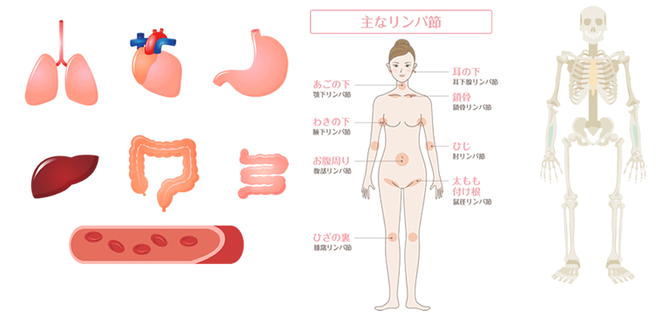 解析できるからだの部位