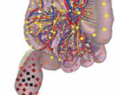 NLS-DIAGNOSIS